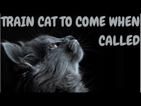 Train Cat To Come When Called