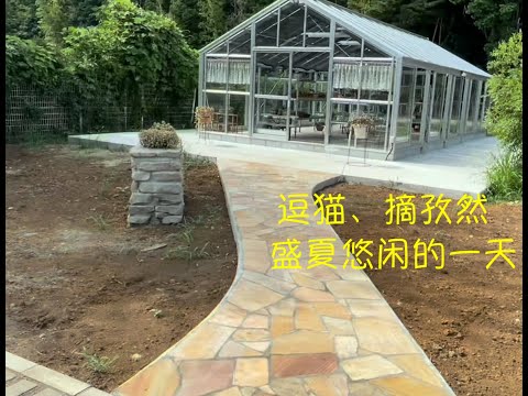 盛夏悠闲的一天：逗猫、摘孜然、制作紫苏土豆泥。