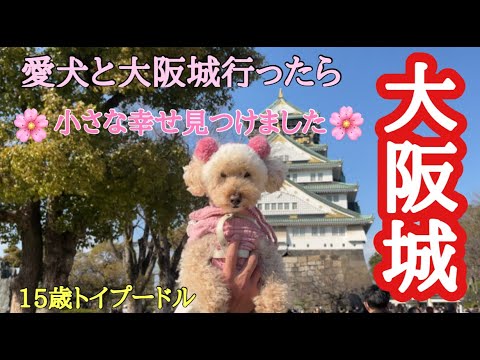 犬と大阪城行ったら小さな幸せみつけました💓