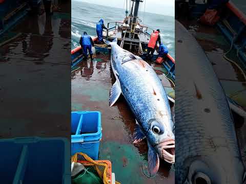 GIANT sea fish caught by fishermen🐟🌊