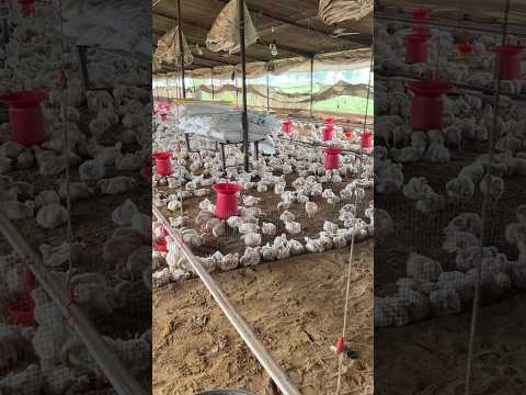 16 Day old chicks poultry farming #poultry #chickenfarming #chickenfarmingbusiness #poultryfood