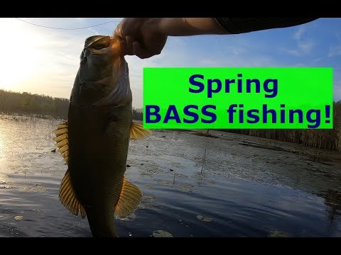 Lily Pad Bass Fishing!