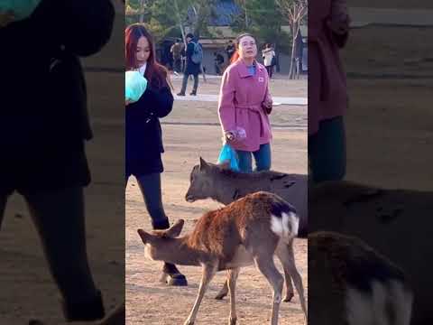 奈良の鹿に挨拶して笑顔になる観光客🫎NARA  PARK