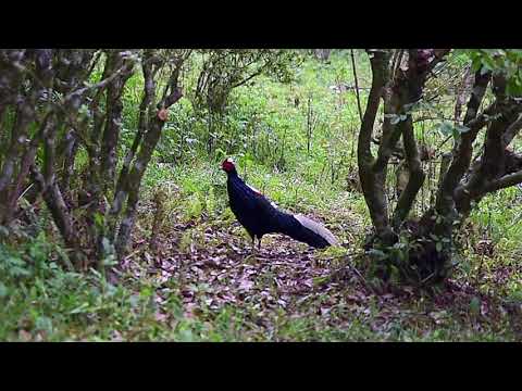 福山植物園 - 山羌、藍腹鷴、竹雞