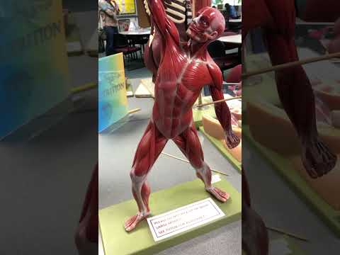 Muscle Man Model – Anterior View￼ (Anatomy & Physiology I: BIO)