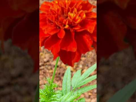 Red colour Meri gold തണ്ടു മുറിച്ചു തൈകൾ# Kerala garden ideas #youtubeshorts #trendingshorts