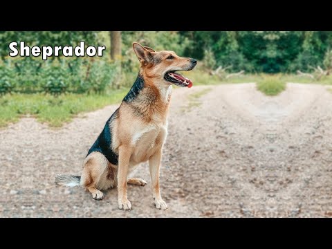 Sheprador The combination of German Shepherd Labrador