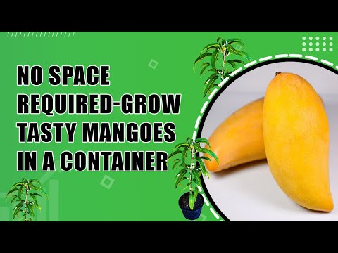 Nam Doc Mai Mango - A High-Yield Dwarf Tree for Container Growing