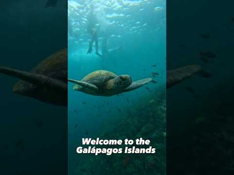 Welcome to the legendary Galápagos Islands #ecuador #galápagos #travel #animals