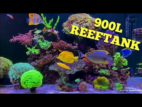 Amazing 900L Reef Tank