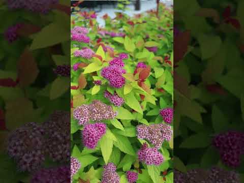 👻 Double Play® Candy Corn® Spirea