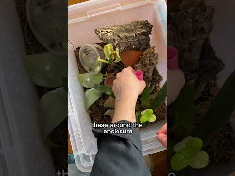 prepping for gecko eggs — mourning gecko breeding