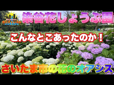 【ぶらり.埼玉】近くにこんな施設あったのね！？さいたま市の花のオアシス　染谷花しょうぶ園