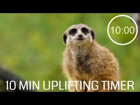 10 Minute Countdown Timer With Upbeat Music - Meerkat - Inspiring music, 10 minute pack up song