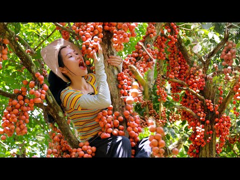 Harvesting Million Fireballs Fruit Goes to market sell - Agriculture | Mái Nhà Tranh