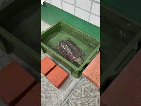 【衝撃】亀の本気🐢