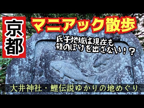 【京都観光】京都マニアック散歩～大井神社・鯉伝説ゆかりの地めぐり～