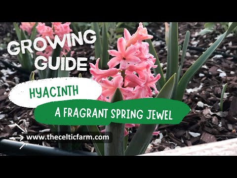 How to Grow Hyacinths: Easy Tips for Stunning Spring Blooms