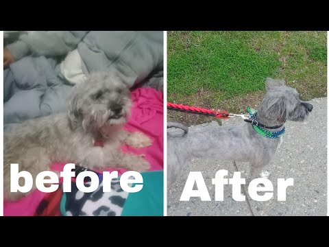 Unbelievable PetSmart Makeover for Theodore!