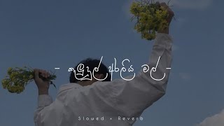 Kulundul Araliya Mal slowed & Reverb  |  (කුළුදුල් අරලිය මල්) Dhyan Hewage & Chathum Dulara