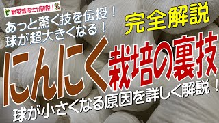 にんにく栽培の裏技（球が超大きくなる！球が小さくなる原因を詳しく解説  あっと驚く裏技を伝授！）