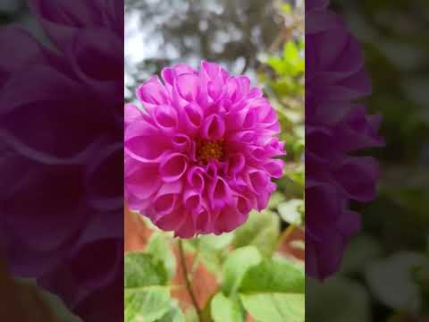 #yelagiri #zeenath taj resorts #flowers #chennai