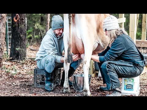 1st Week Milking Cow By Hand (BIG Mistake)