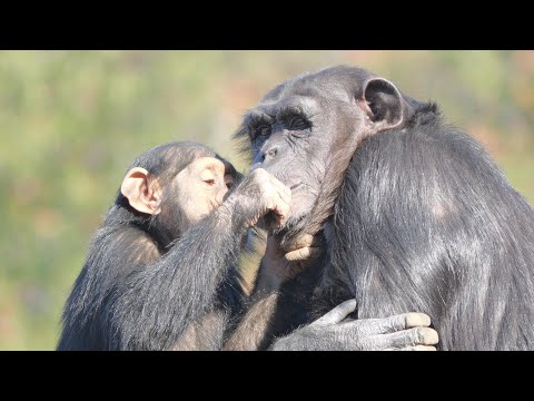 Dill's Great Grooming　Tama Zoo Chimpanzee 202412