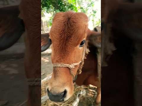 গরু আমার প্রিয় পশু #cow #cowvideos