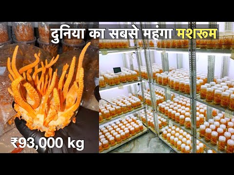 How to Earn 20 lakhs from Cordyceps mushroom farming at home / profitable mushroom farming