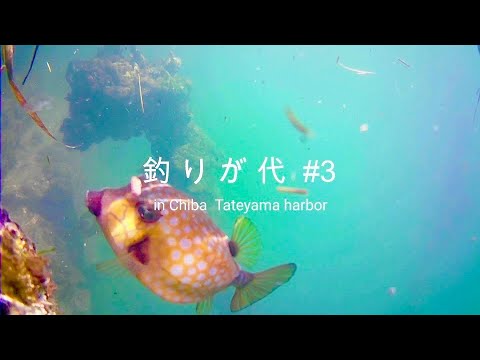 釣りが代 #３　in 館山築港　（調理編）