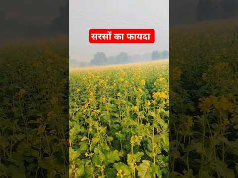 सरसों की खेती करो #staragriseeds #agriculture #farming #superkisan #farmer #indianfarmer #kisan #ma