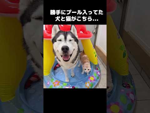 こっそりプールに入って大喜びの猫と犬がこちら...笑