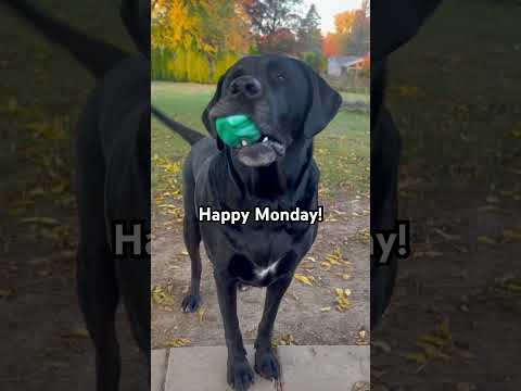 I’m too cute! Black Lab Pup! #blacklab #blacklabrador #blacklabpuppy #lablove