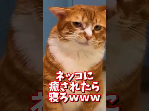 ネッコの動画で癒されたら寝ろｗｗｗ　#2ch #2ch動物スレ #2ch面白いスレ #動物 #犬 #猫 #癒やし #ねこ動画#ねこ