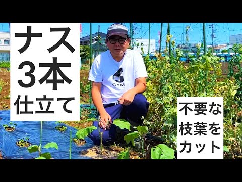 良型のナスを沢山収穫するための作業｜3本仕立て