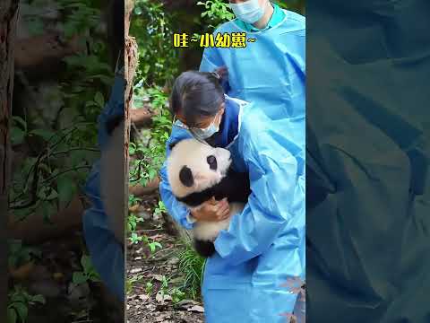 PANDA. I want to adopt one to go home, but I can't afford to raise one. 😂😂 一匹を養子にして家に帰りたいが、飼う余裕がない😂😂