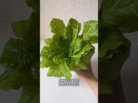 Easy lettuce to grow in a cup／カップで育てる簡単レタス