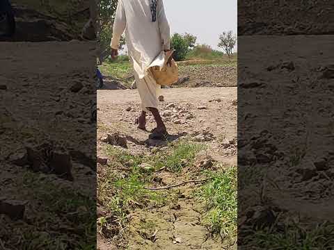 "Cultivating Nature's Bounty: A Farmer's Journey in the Fields"