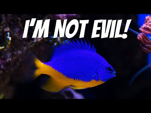 Not All Damselfish Are Evil - Here's the Truth