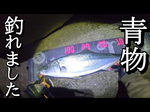 サーフで強烈な青物の引きが！大物連発！