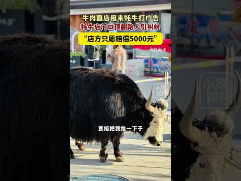 女子路過牛肉麵店被耗牛掀翻扔起來，店家稱牛是租來的