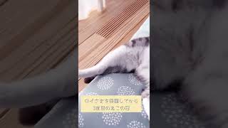 にゃんにゃんにゃん！今日はねこの日 #ねこ動画 #ねこと暮らす #ねこのいる暮らし #子どもと猫 #保護猫 #猫の日