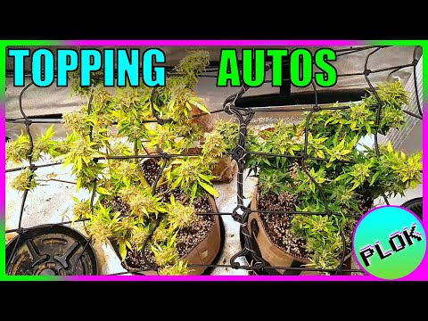 Can You Top Autoflowers? Lets Find Out! - AT Experiment Week 12: Finishing Up The Harvest