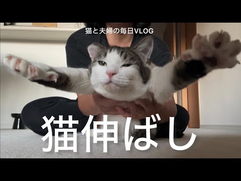 猫と夫婦の毎日VLOG#461 猫をもんでのばす