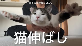 猫と夫婦の毎日VLOG#461 猫をもんでのばす