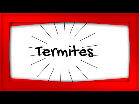 Are Termites Beneficial?