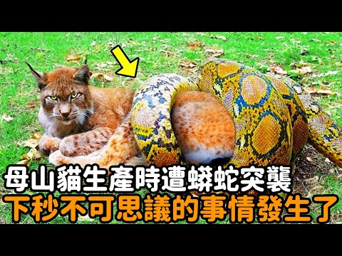 The mother lynx was raided by a python during her birth. Even the cat and her cub were tightly enta