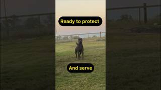 Testing my dogs guard reflex #rottweiler #canecorso #protection