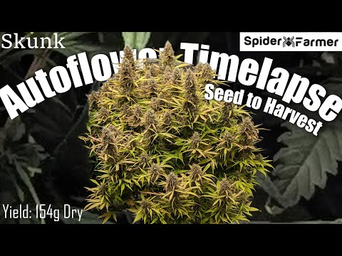 Timelapse - Seed to Harvest 154g Dry -Skunk Autoflower- Spiderfarmer SF4000 kit